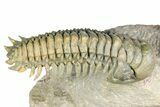 Flying Crotalocephalina Trilobite - Atchana, Morocco #359227-1